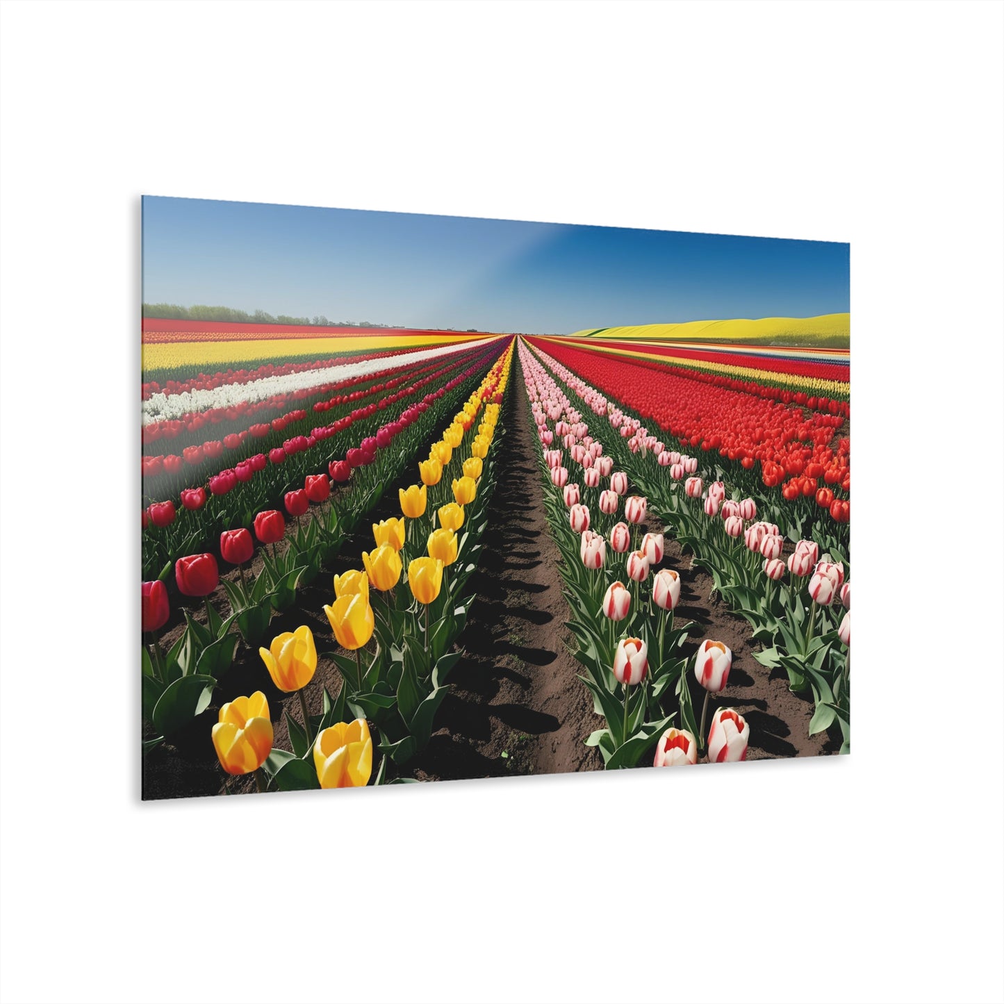 Large Floral Field of Tulips Design Acrylic Print with French Cleat Nature Lover Wall Art Flower Lover Gift Artwork Modern Garden Home Decor