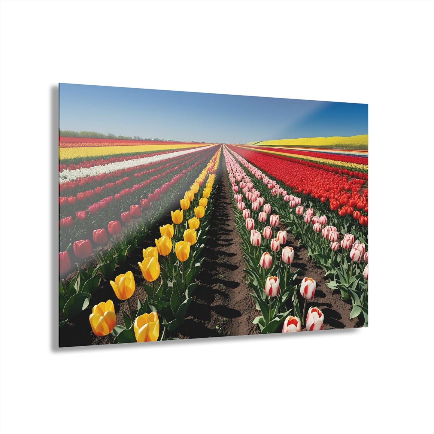 Large Floral Field of Tulips Design Acrylic Print with French Cleat Nature Lover Wall Art Flower Lover Gift Artwork Modern Garden Home Decor
