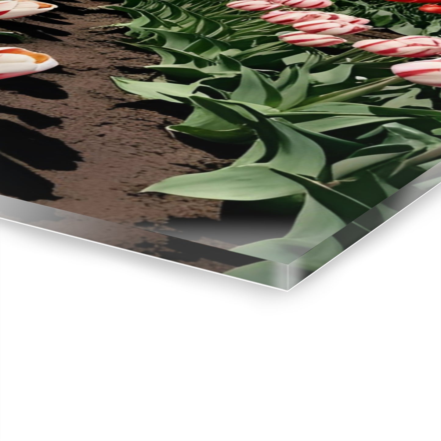 Large Floral Field of Tulips Design Acrylic Print with French Cleat Nature Lover Wall Art Flower Lover Gift Artwork Modern Garden Home Decor