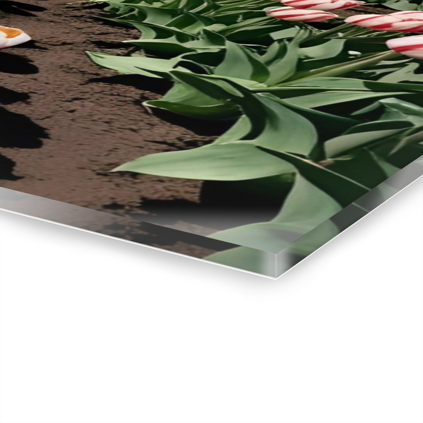 Large Floral Field of Tulips Design Acrylic Print with French Cleat Nature Lover Wall Art Flower Lover Gift Artwork Modern Garden Home Decor